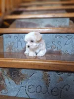 Tiny Zipper, a male Maltese and Yorkshire Terrier for sale in Rockville, IN – Photo 3 of 6