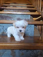 Tiny Zipper, a male Maltese and Yorkshire Terrier for sale in Rockville, IN – Photo 1 of 6