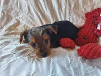 Tucker, a male Yorkshire Terrier for sale in Crawfordsville, IN – 8 of 10