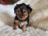 Drake SALE, a male Yorkshire Terrier for sale in Crawfordsville, IN – Photo 3 of 6