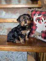 Drake, a male Yorkshire Terrier for sale in Crawfordsville, IN – Photo 1 of 9