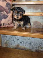 Drake, a male Yorkshire Terrier for sale in Crawfordsville, IN – Photo 6 of 9