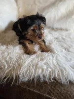 Drake SALE, a male Yorkshire Terrier for sale in Crawfordsville, IN – Photo 4 of 6