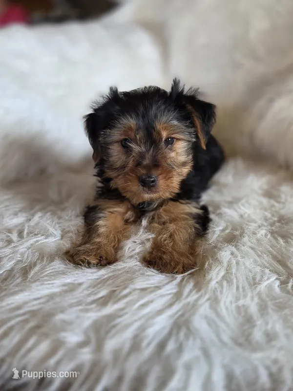 Drake  – Yorkshire Terrier puppy for sale in Crawfordsville, IN