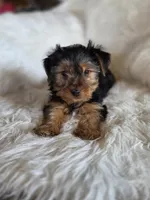 Drake SALE, a male Yorkshire Terrier for sale in Crawfordsville, IN – Photo 2 of 6