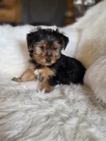 Drake SALE, a male Yorkshire Terrier for sale in Crawfordsville, IN – Photo 1 of 6