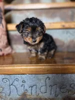Drake, a male Yorkshire Terrier for sale in Crawfordsville, IN – Photo 2 of 9