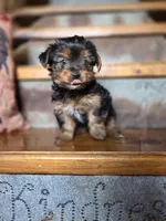Drake, a male Yorkshire Terrier for sale in Crawfordsville, IN – Photo 4 of 9