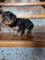Drake, a male Yorkshire Terrier for sale in Crawfordsville, IN – Photo 3 of 9