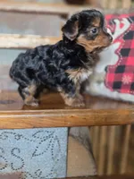 Drake, a male Yorkshire Terrier for sale in Crawfordsville, IN – Photo 8 of 9