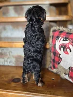 Drake, a male Yorkshire Terrier for sale in Crawfordsville, IN – Photo 9 of 9