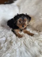 Drake SALE, a male Yorkshire Terrier for sale in Crawfordsville, IN – Photo 5 of 6