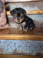 Drake, a male Yorkshire Terrier for sale in Crawfordsville, IN – Photo 5 of 9