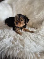 Drake SALE, a male Yorkshire Terrier for sale in Crawfordsville, IN – Photo 6 of 6