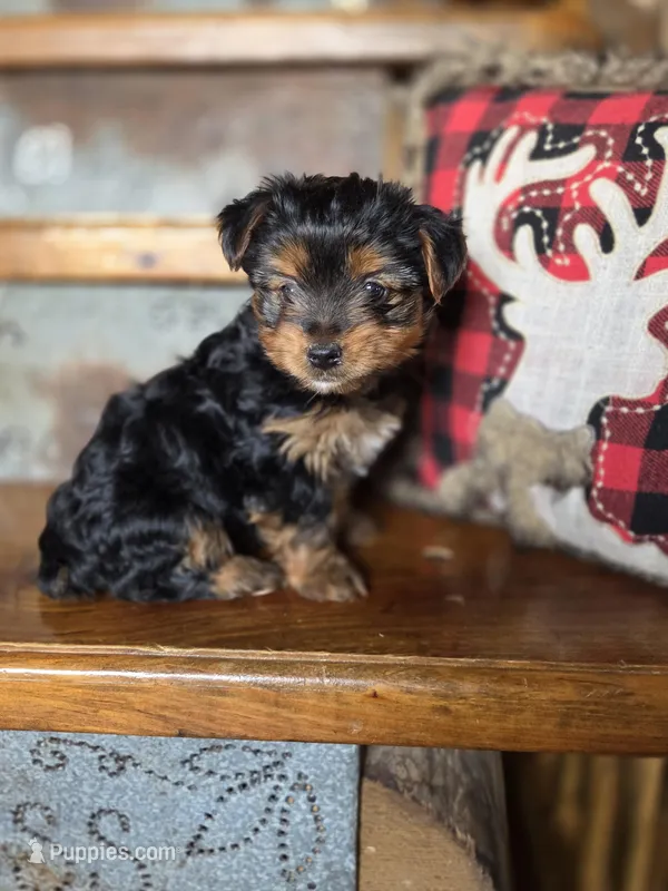 Drake CKC – Yorkshire Terrier puppy for sale in Crawfordsville, IN
