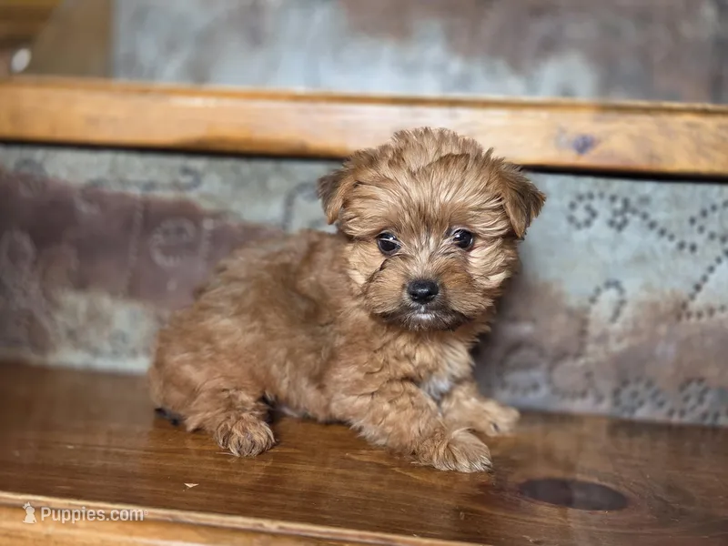 Leo – Yorkshire Terrier puppy for sale in Crawfordsville, IN