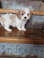 Ellisabeth, a female Cavalier King Charles Spaniel and Poodle - Toy  for sale in Crawfordsville, IN – Photo 8 of 10