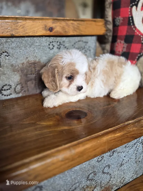 Ellisabeth – Cavalier King Charles Spaniel, Poodle - Toy  puppy for sale in Crawfordsville, IN