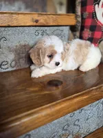 Ellisabeth, a female Cavalier King Charles Spaniel and Poodle - Toy  for sale in Crawfordsville, IN – Photo 1 of 10