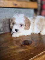 Ellisabeth, a female Cavalier King Charles Spaniel and Poodle - Toy  for sale in Crawfordsville, IN – Photo 4 of 10