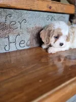 Ellisabeth, a female Cavalier King Charles Spaniel and Poodle - Toy  for sale in Crawfordsville, IN – Photo 7 of 10