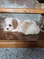 Ellisabeth, a female Cavalier King Charles Spaniel and Poodle - Toy  for sale in Crawfordsville, IN – Photo 6 of 10