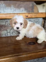 Ellisabeth, a female Cavalier King Charles Spaniel and Poodle - Toy  for sale in Crawfordsville, IN – Photo 2 of 10