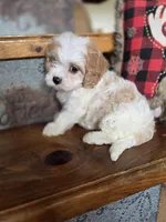Ellisabeth, a female Cavalier King Charles Spaniel and Poodle - Toy  for sale in Crawfordsville, IN – Photo 3 of 10