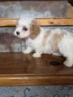 Ellisabeth, a female Cavalier King Charles Spaniel and Poodle - Toy  for sale in Crawfordsville, IN – Photo 5 of 10