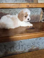 Ellisabeth, a female Cavalier King Charles Spaniel and Poodle - Toy  for sale in Crawfordsville, IN – Photo 10 of 10