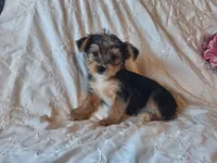 Trixie, a female Yorkshire Terrier for sale in Crawfordsville, IN – 3 of 8