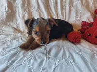 Tucker, a male Yorkshire Terrier for sale in Crawfordsville, IN – 9 of 10