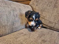 Rascal, a male Yorkshire Terrier and Poodle - Toy  for sale in Crawfordsville, IN – Photo 7 of 8