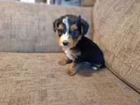 Rascal, a male Yorkshire Terrier and Poodle - Toy  for sale in Crawfordsville, IN – Photo 2 of 8