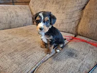 Rascal, a male Yorkshire Terrier and Poodle - Toy  for sale in Crawfordsville, IN – Photo 6 of 8