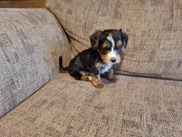Rascal, a male Yorkshire Terrier and Poodle - Toy  for sale in Crawfordsville, IN – Photo 8 of 8