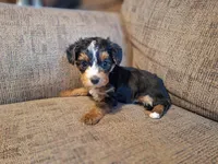 Rascal, a male Yorkshire Terrier and Poodle - Toy  for sale in Crawfordsville, IN – Photo 5 of 8