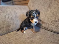 Rascal, a male Yorkshire Terrier and Poodle - Toy  for sale in Crawfordsville, IN – Photo 3 of 8