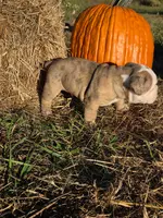 Rig, a male English Bulldog and Olde English Bulldogge for sale in Rockville, IN – Photo 4 of 9