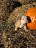 Rig, a male English Bulldog and Olde English Bulldogge for sale in Rockville, IN – Photo 7 of 9