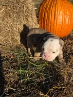 Rig, a male English Bulldog and Olde English Bulldogge for sale in Rockville, IN – Photo 5 of 9