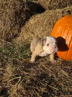 Rig, a male English Bulldog and Olde English Bulldogge for sale in Rockville, IN – Photo 2 of 9