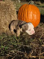 Rig, a male English Bulldog and Olde English Bulldogge for sale in Rockville, IN – Photo 8 of 9