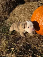 Rig, a male English Bulldog and Olde English Bulldogge for sale in Rockville, IN – Photo 3 of 9
