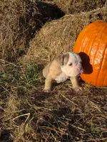 Rig, a male English Bulldog and Olde English Bulldogge for sale in Rockville, IN – Photo 1 of 9