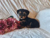 Tilly, a female Yorkshire Terrier for sale in Crawfordsville, IN – 8 of 8