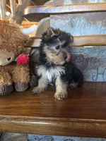 Drake, a male Yorkshire Terrier for sale in Rockville, IN – Photo 2 of 7