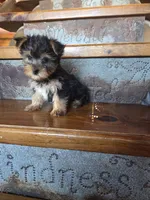 Drake, a male Yorkshire Terrier for sale in Rockville, IN – Photo 5 of 7