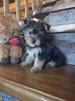 Drake, a male Yorkshire Terrier for sale in Rockville, IN – Photo 3 of 7