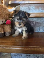 Drake, a male Yorkshire Terrier for sale in Rockville, IN – Photo 1 of 7
